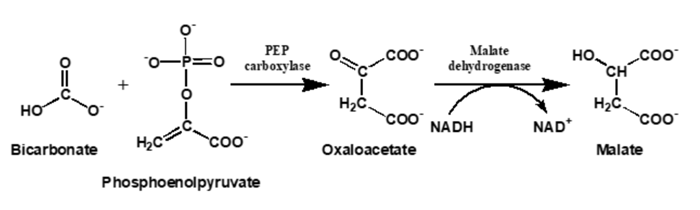 Le Chatelier’s principle requires that consumption of bicarbonate in the PEP reaction results in conversion of CO2(g) to bicarbonate to re-establish equilibrium.