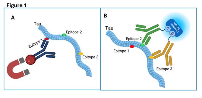 Figure 1: Schematic of a three-epitope-dependent immunoassay using ternary split-NanoLuc® luciferase system. Schematic of a three-epitope-dependent immunoassay using ternary split-NanoLuc® luciferase system.