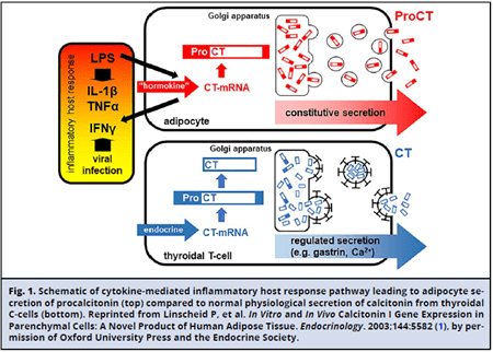 Schematic of cytokine-mediated inflammatory host response pathway leading to adipocyte secretion of procalcitonin (top) compared to normal physiological secretion of calcitonin from thyroidal C-cells (bottom).