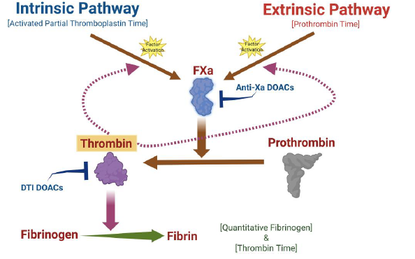 Fig. 1. A schematic illustrating the coagulation cascade in vitro. The intrinsic and extrinsic pathways intercept at FXa, which is the start of the common pathway. FXa is responsible for activating prothrombin to thrombin, and thrombin cleaves fibrinogen into fibrin, which arranges to form the fibrin clot. The anti-Xa DOACs inhibit the activity of FXa, while the thrombin inhibitor DOAC inactivates thrombin. Created in BioRender. Harris, N. (2024) https://BioRender.com/c54d428. A schematic illustrating the coagulation cascade in vitro. The intrinsic and extrinsic pathways intercept at FXa, which is the start of the common pathway. FXa is responsible for activating prothrombin to thrombin, and thrombin cleaves fibrinogen into fibrin, which arranges to form the fibrin clot. The anti-Xa DOACs inhibit the activity of FXa, while the thrombin inhibitor DOAC inactivates thrombin. Created in BioRender. Harris, N. (2024) https://BioRender.com/c54d428.