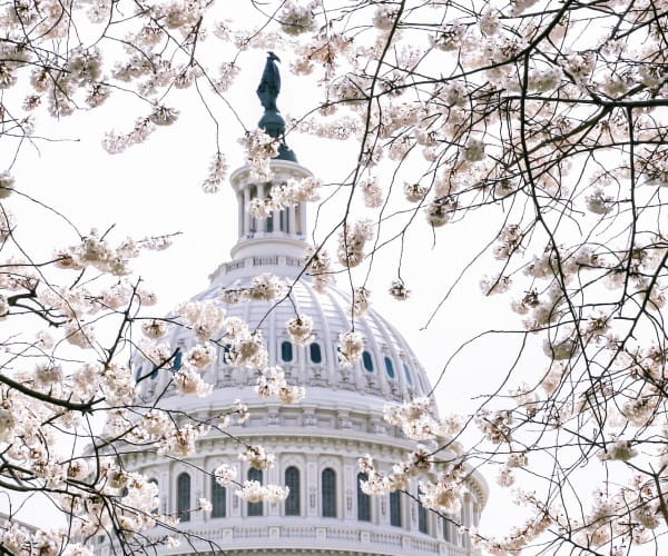 U.S. Capitol building viewed through flowering tree branches