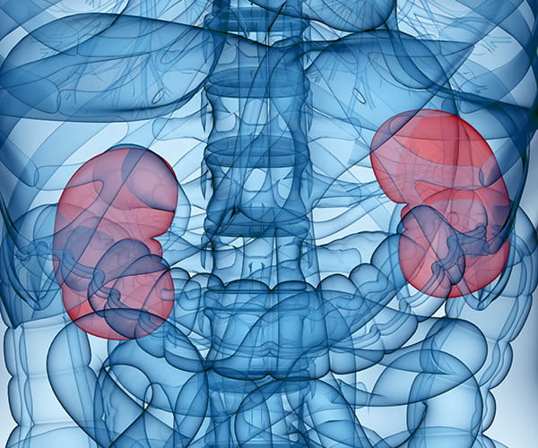 An illustration of a person's internal organs with the kidneys highlighted in red.