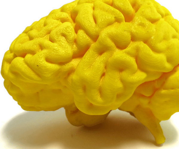 yellow model of a human brain