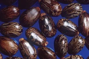 Photograph of castor beans.