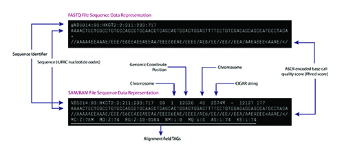 A chart showing two examples of FASTQ and BAM sequence data formats