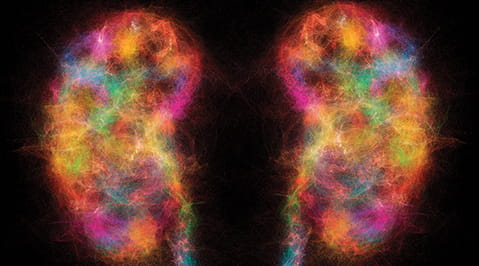 Abstract Kidneys