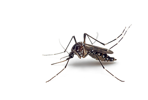 A close up of a mosquito in front of a white background.