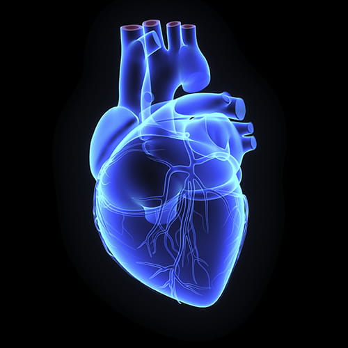 A highlighted blue image of a human heart in front of a black background.
