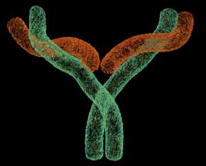 antibody