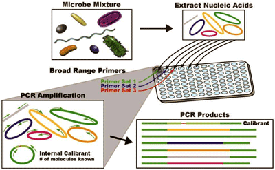 Figure 1: General Scheme of PCR-ESI/MS