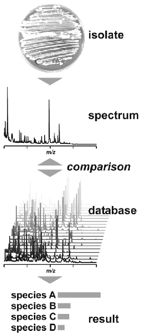 Figure 2: General Scheme of MALDI-TOF/MS Identification of Bacteria