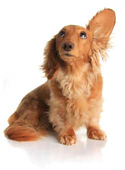 dog