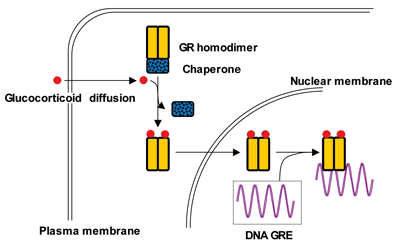 Figure 2: Molecular Mechanism of Cortisol