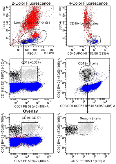 Memory B Cell Identification: 2-color vs. 4-color Fluorescence