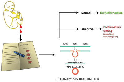 Figure 1: Newborn Screening for SCID