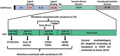 Figure 2: Spectrum of EGFR Mutations