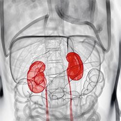 kidneys