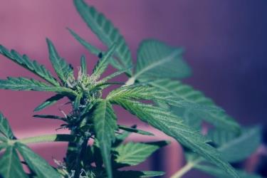 marijuana