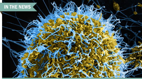 Ebola virus